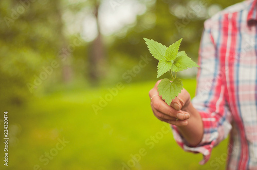 A woman showing an eatable nettle plant. A Finnish nature offers lots of clean raw food which is ecological, healthy and nutritious, straight from the nature