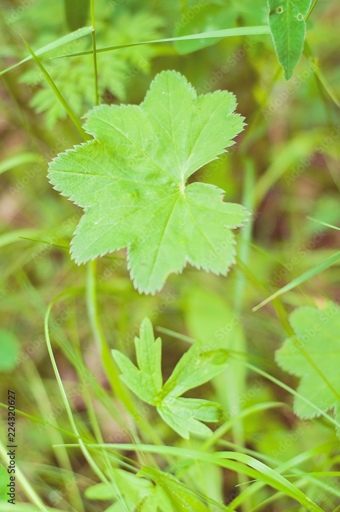 Lady's Mantle is ecological, healthy and nutritious raw food/wild food straight from the Finnish nature Lady's Mantle is ecological, healthy and nutritious raw food/wild food straight from the Finnish nature