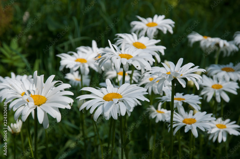 Fototapeta premium field of daisies