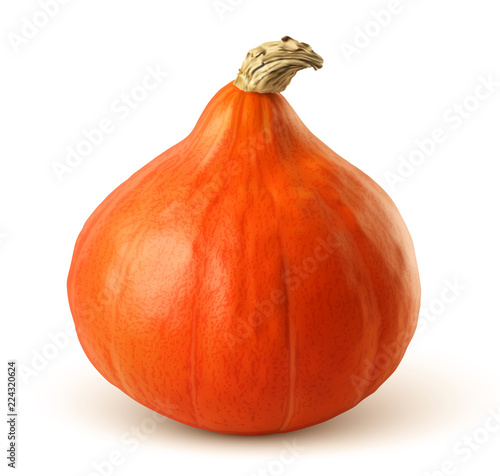 Potimarron vectoriel 1