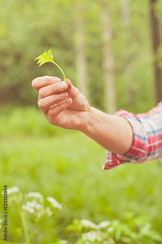 A woman showing an eatable plant. A Finnish nature offers lots of clean raw food which is ecological, healthy and nutritious, straight from the nature A woman showing an eatable plant. A Finnish nature offers lots of clean raw food which is ecological, healthy and nutritious, straight from the nature