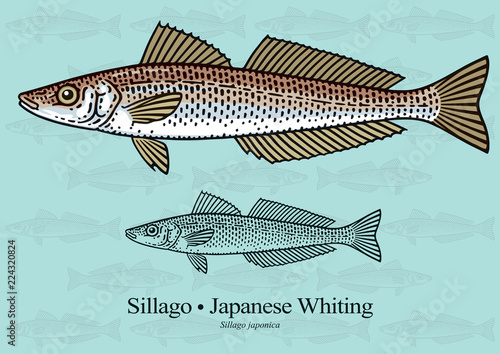 Sillago, Japanese Whiting. Vector illustration with refined details and optimized stroke that allows the image to be used in small sizes (in packaging design, decoration, educational graphics, etc.)