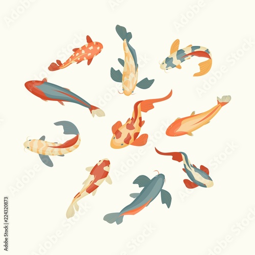Color Koi Fish Set on a White Background. Vector
