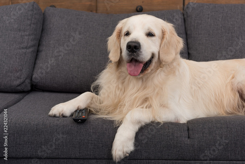 cute golden retriever lying on couch with remote control