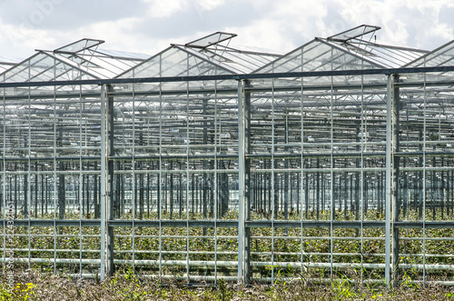 Looking diagonally into a large greenhouse complex in Lansingerland, The Netherlands with opened windows in its roof