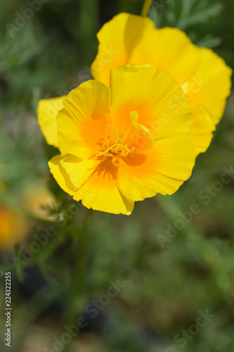 Golden poppy flower