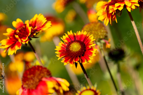 flowers growing on stems  the stems are placed diagonally  flowers gaylardiya