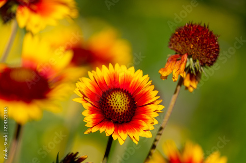 the diagonal of gaylardiya flower growing outdoor perennials orange and yellow colors  the background blurred other flowers