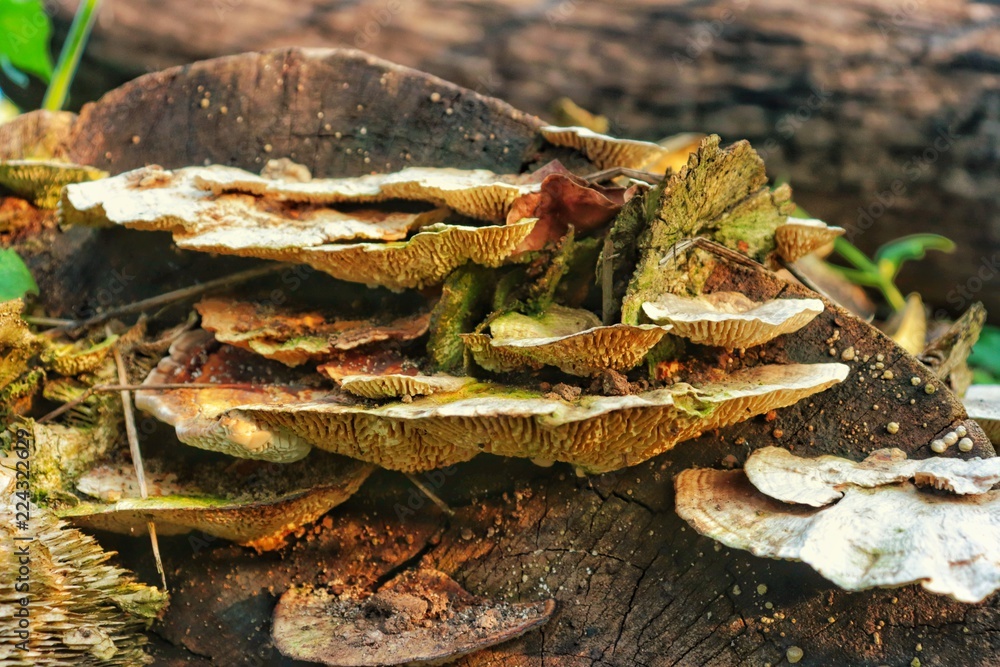 Naklejka premium Turkey tail
