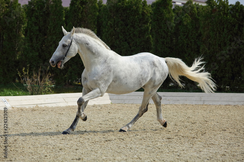 Andalusian white horse galloping on a meadow © horsemen