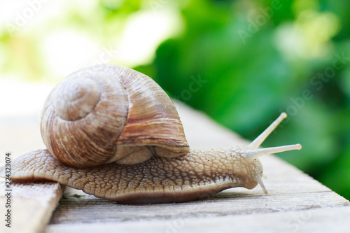 the snail crawls on a wooden background in the garden