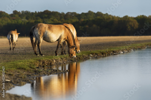Equus przewalskii, wild Horse