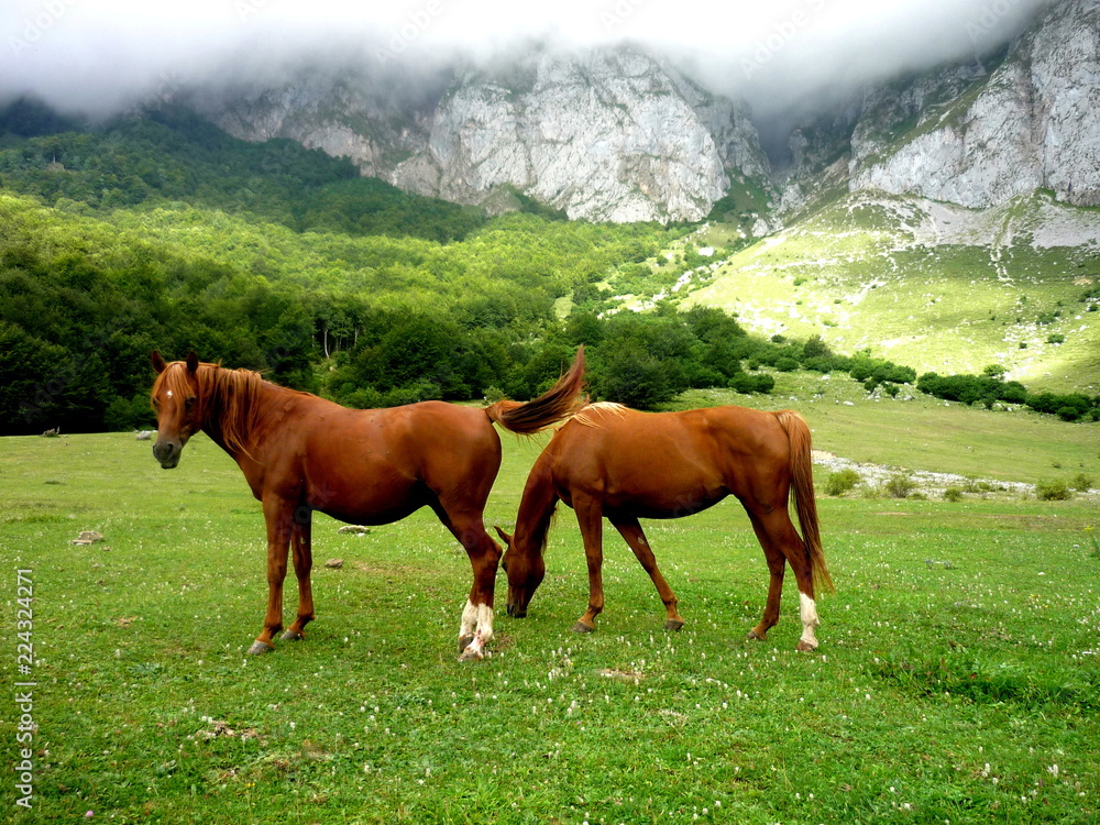 Pferde in Picos de Europa, Nationalpark, Berge, grün, Brauch, 