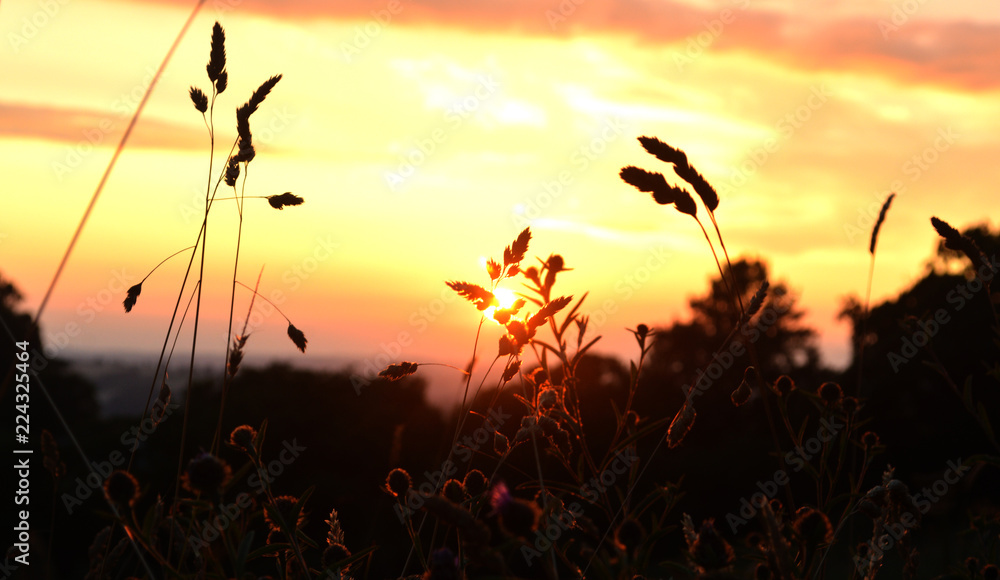 Obraz premium sunset from meadow