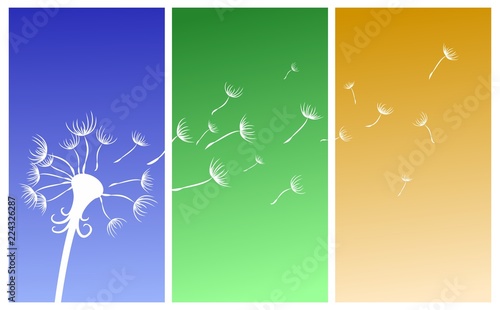 Fototapeta Naklejka Na Ścianę i Meble -  The Field dandelion.