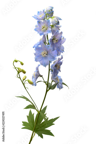 Fototapeta Naklejka Na Ścianę i Meble -  Beautiful blue delphinium flower isolated on white background. Flat lay, top view. Floral pattern, object. Nature concept