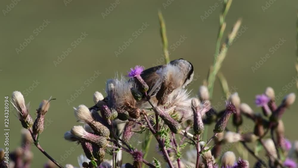 Goldfinch search feed on a thistle, summer, (carduelis carduelis) Goldfinch search feed on a thistle, summer, (carduelis carduelis)