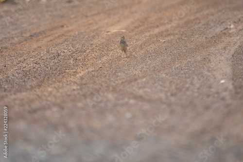 Oriental Skylark bird
