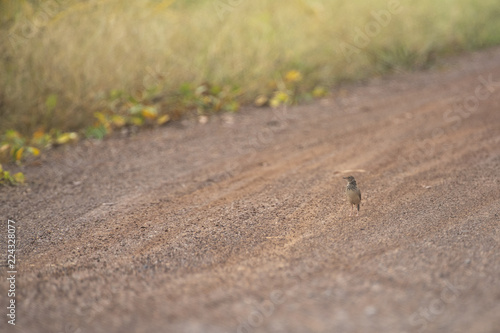 Oriental Skylark bird