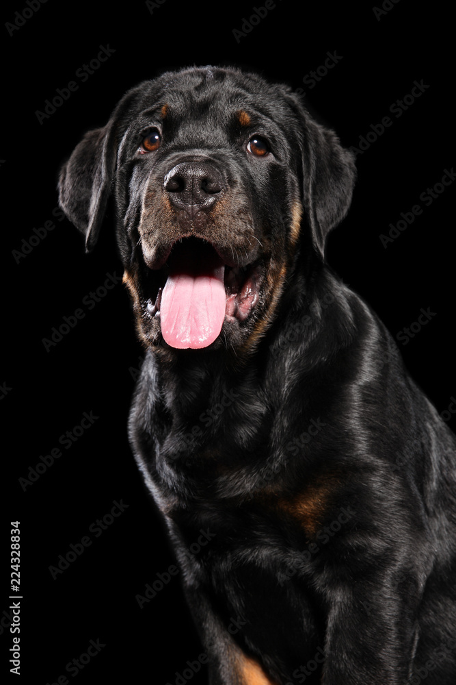 Rottweiler puppy on black background
