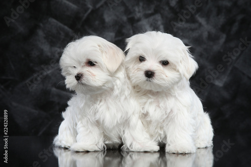 Maltese puppies on dark background