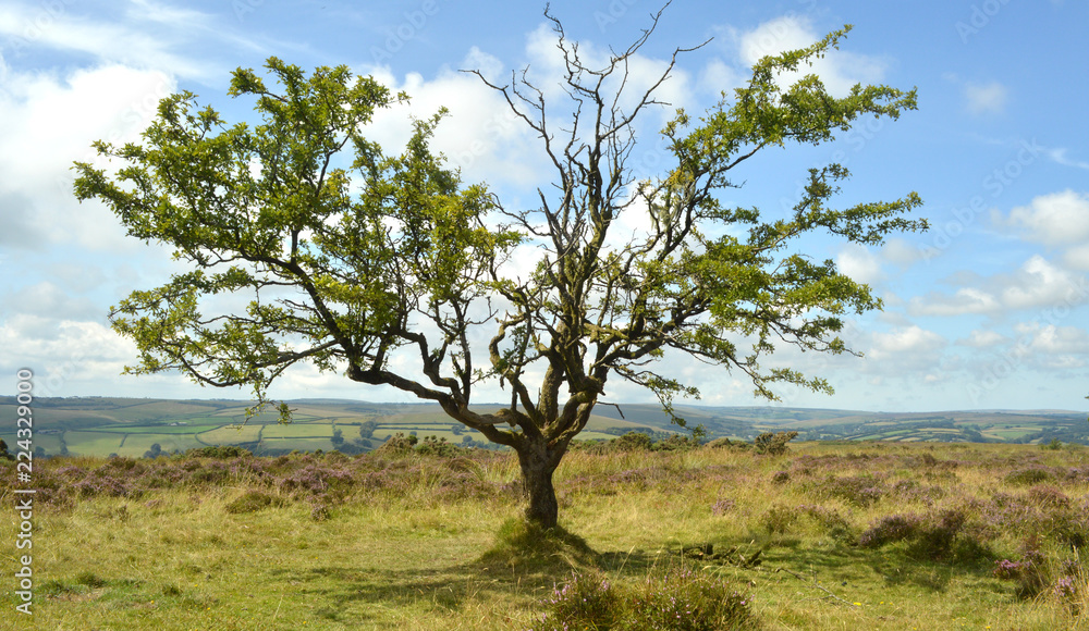 exmoor tree