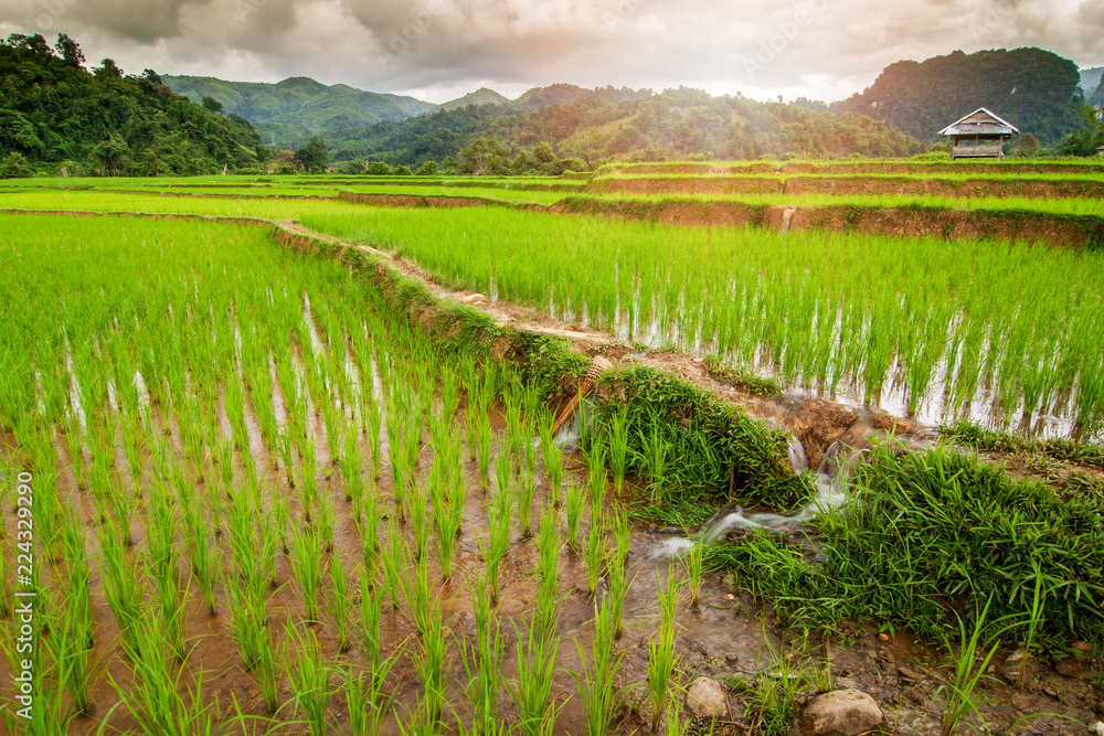 Beautiful Landscape of rice field with mountain in morning time background.  Rice cultivation is the main occupation in rural of Thailand, Laos, Asia.  Stock Photo | Adobe Stock