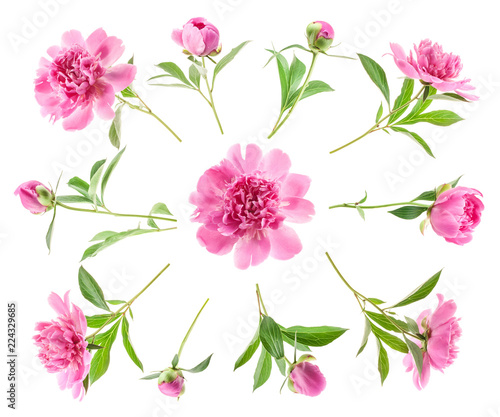 Pink Peony flowers isolated on white