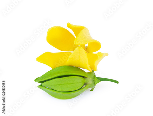 Ylang-Ylang flower,Yellow fragrant flower on white background.