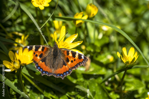 Close-up of Aglais urticate, small totoiseshell,sitting on buttercup