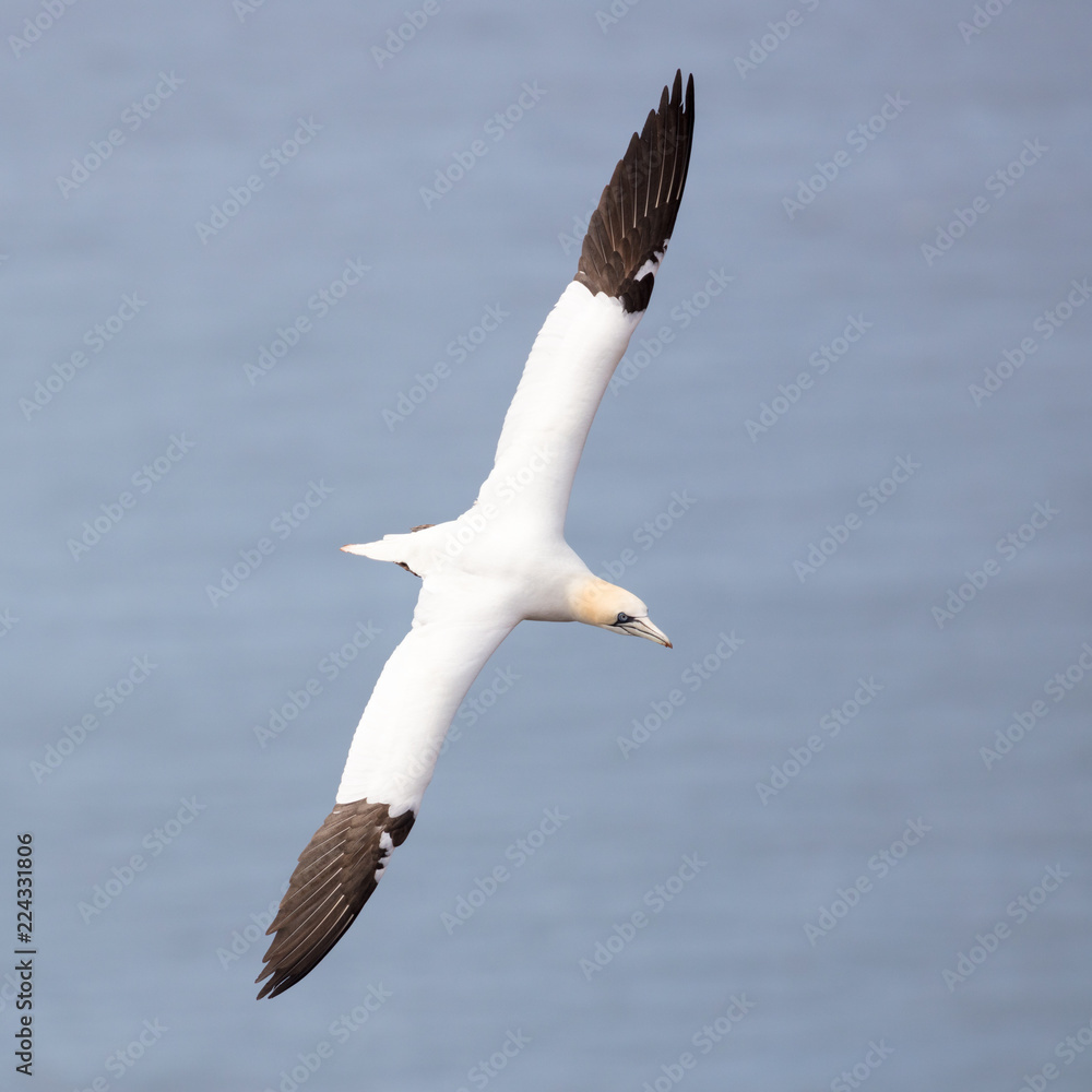 Obraz premium Northern gannets forage for food during the day, generally by diving at high speed into the sea