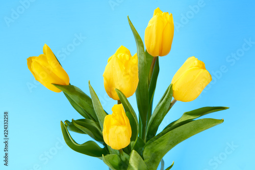 bouquet of yellow tulips on a blue background