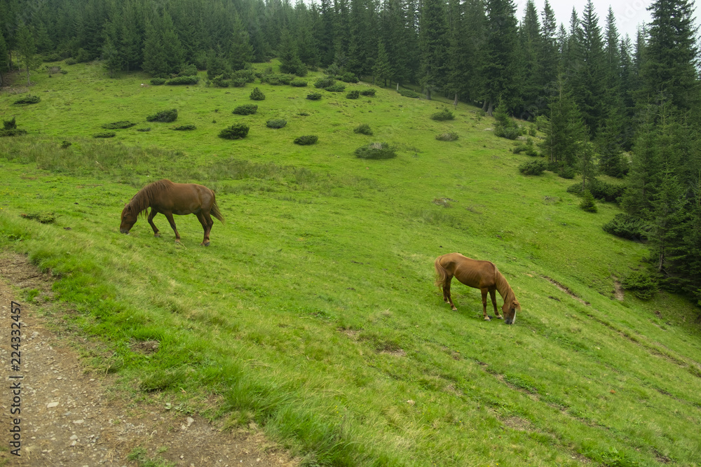 Naklejka premium beautiful horses graze in the mountains of the Carpathians against the background of trees and mountains