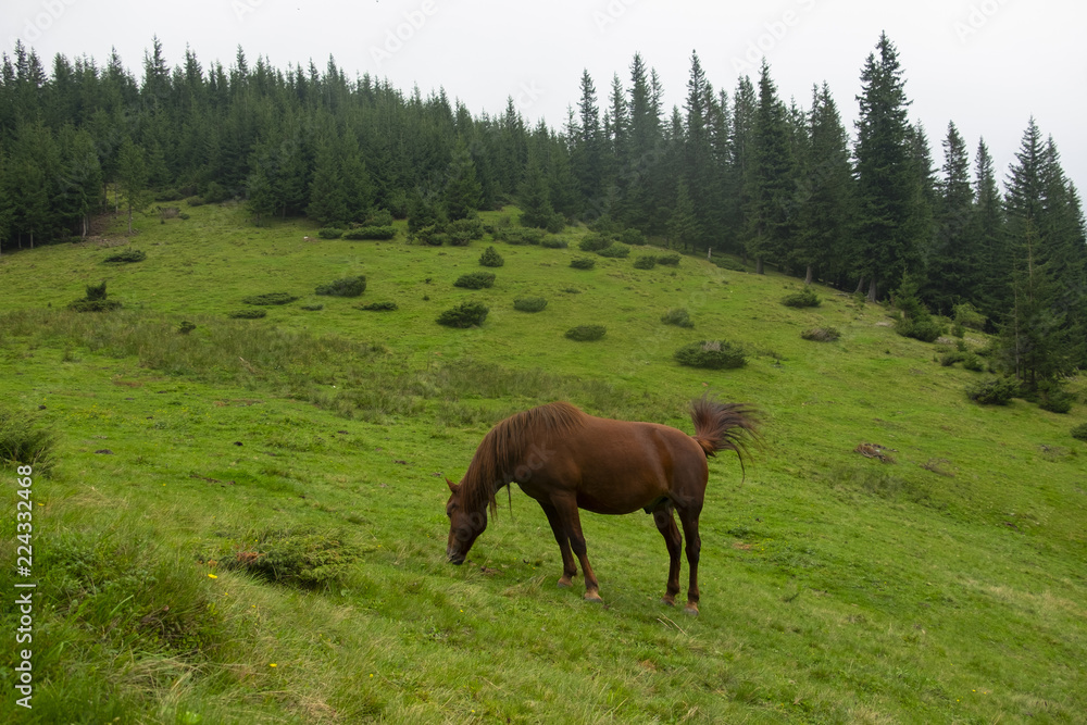 beautiful horses graze in the mountains of the Carpathians against the background of trees and mountains