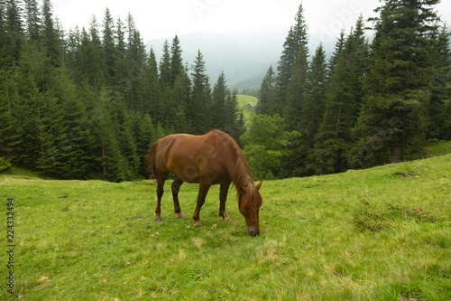 beautiful horses graze in the mountains of the Carpathians against the background of trees and mountains