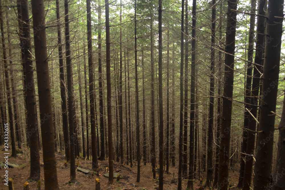 dense fairy forest in the mountains dense fairy forest in the mountains