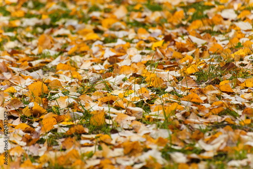 gold autumn leaves on the pavement