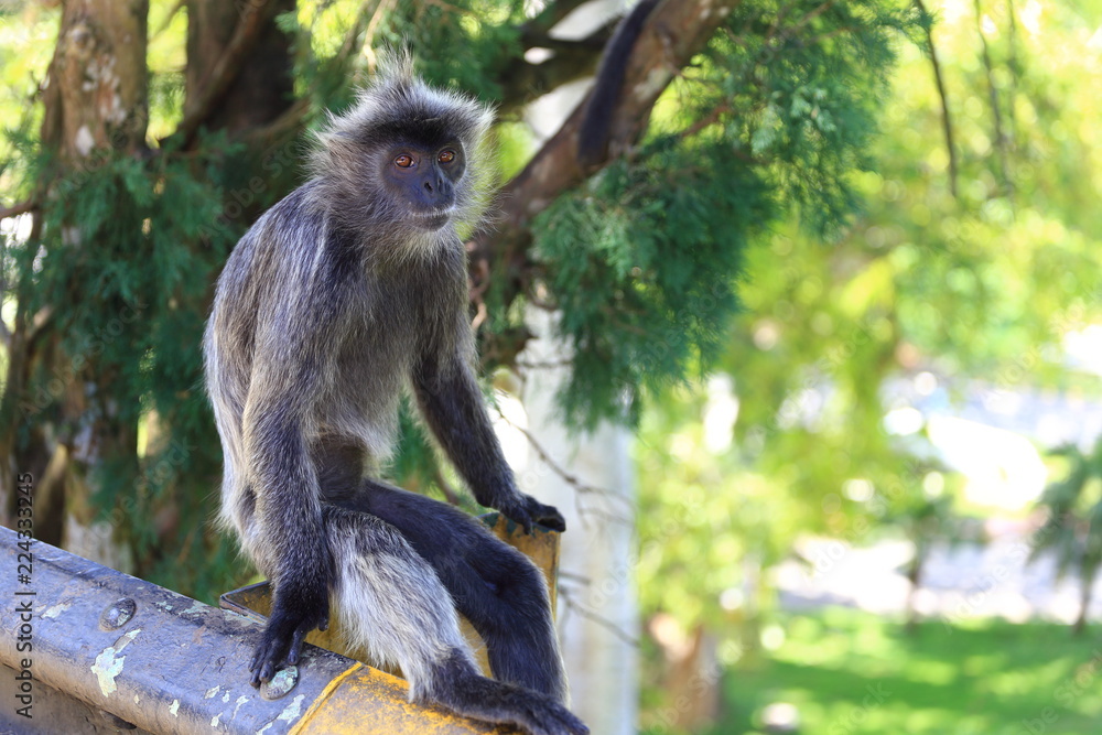 Silvered leaf monkeys with its orange colored babys, Kuala Selangor, Malaysia