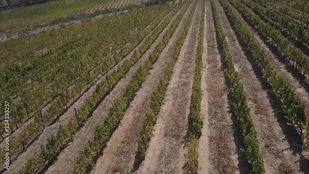 Aerial view of rows in a vineyard Aerial view of rows in a vineyard