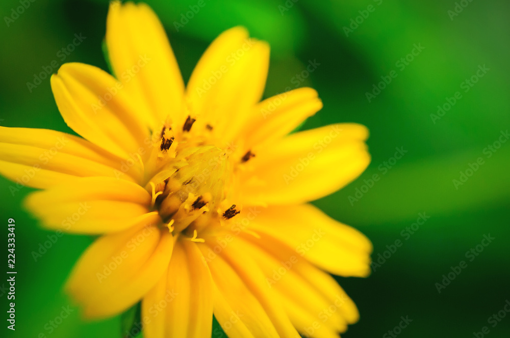 Macro Cosmos sulphureus for background. Macro Cosmos sulphureus for background.