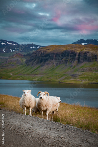 Sheeps at the beautiful landscape view of Iceland