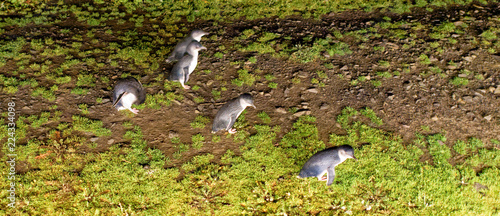 Moving little penguins at night in Phillip Island, Victoria - Australia