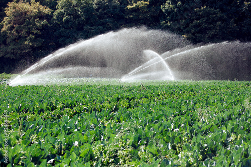 Irrigation green grass sprinkler system plant leaves water crop watered