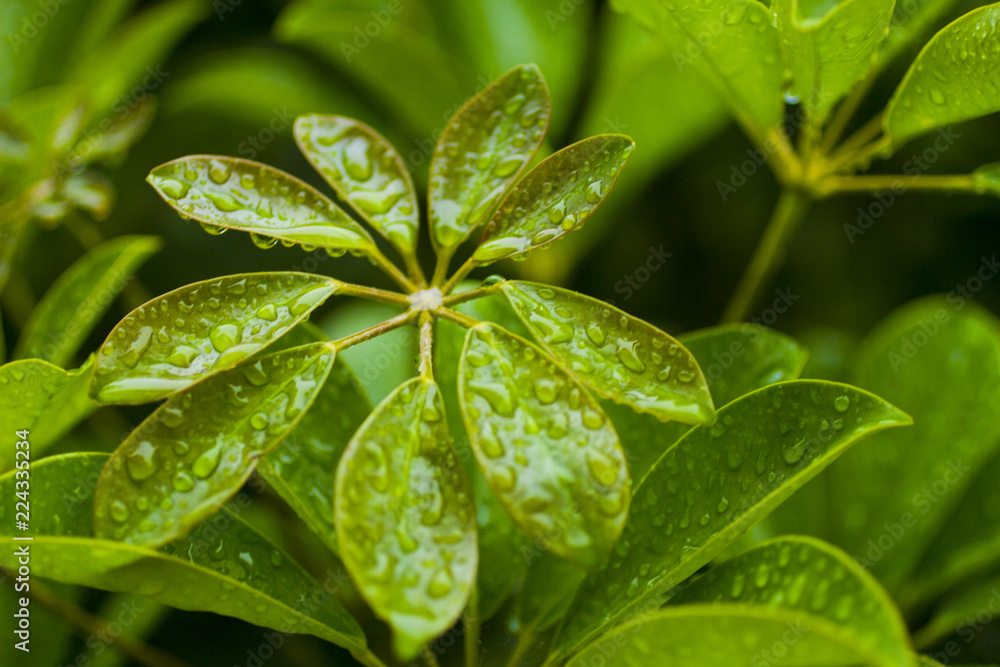 close-up of a green plant with water drops close-up of a green plant with water drops