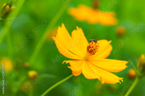 Bee on yellow Cosmos sulphureus Cav flowers.