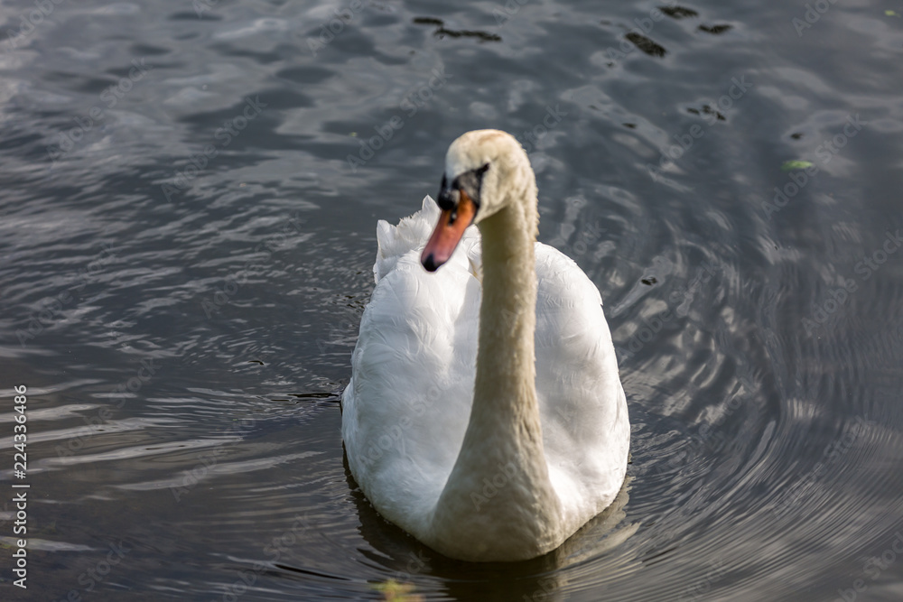 Swan in water