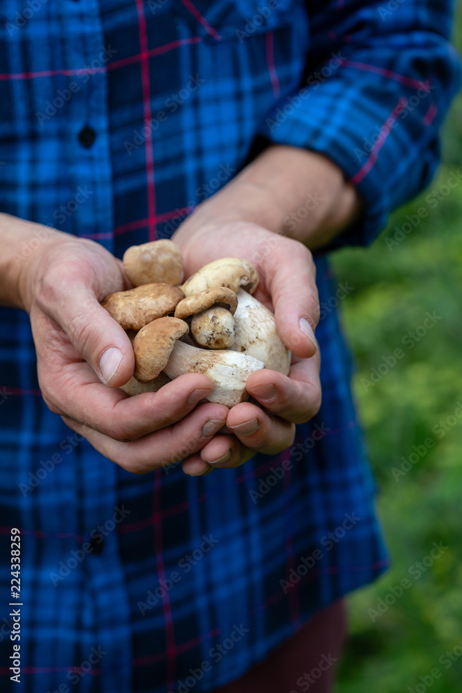 Fresh Boletus mushrooms in hands Fresh Boletus mushrooms in hands