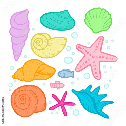 shell oceanic vector illustration