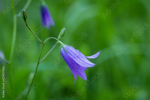 фотографія Spreading bellflower (Campanula patula) in the meadow