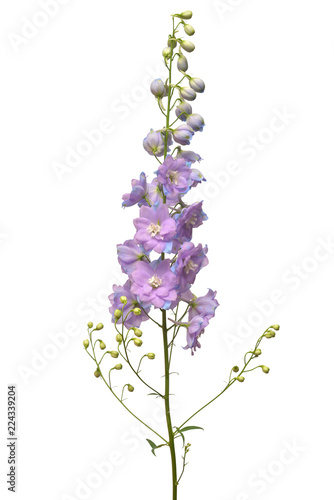 Valokuvatapetti Beautiful violet delphinium flower isolated on white background